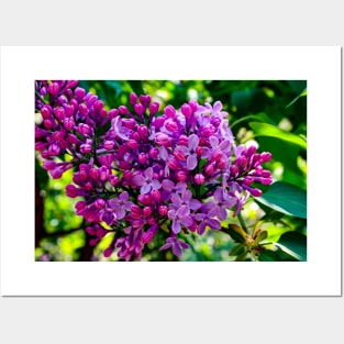 Lilacs Posters and Art